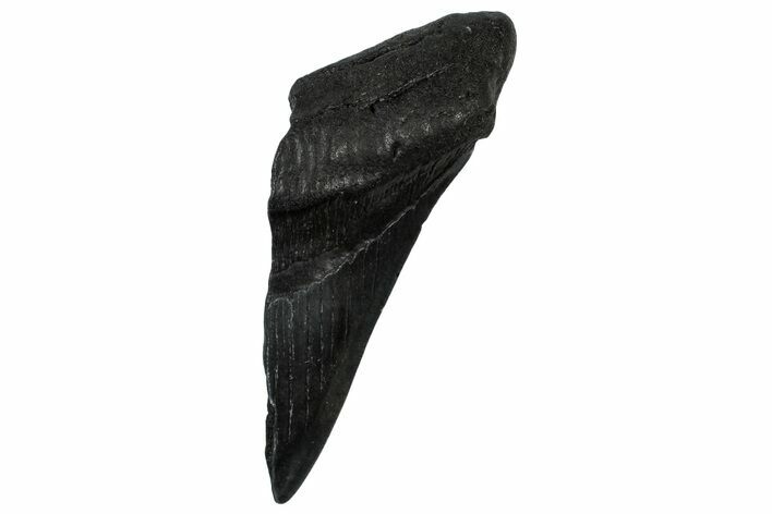 Partial Fossil Megalodon Tooth - South Carolina #300117